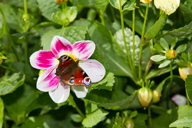 20110914_2705.jpg