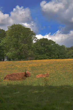 Cows_1_HDR2.jpg