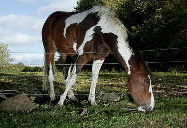 Horse.jpg